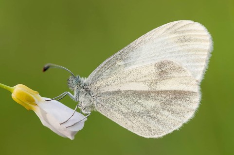Wood White butterfly (Leptidea sinapis)