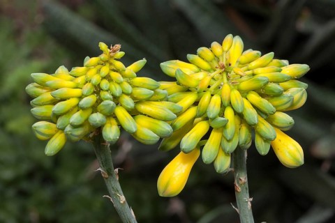 Aloe species (Aloe sinkatana)