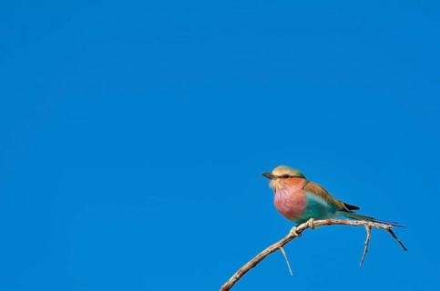 Lilac-breasted Roller (Coracias caudatus)