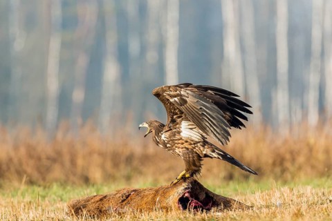 Young Eagle (Haliaeetus albicilla)