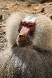 Hamadryas Baboon (Papio hamadryas)