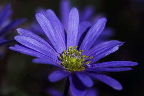 Balkan anemone (Anemone blanda