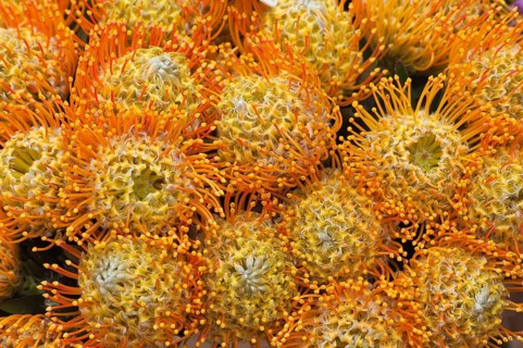 Pincushion or Protea (Leucospermum patersonii)
