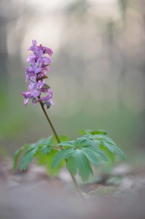 Hollowroot (Corydalis cava)