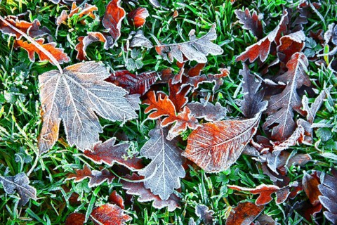 Autumn leaves