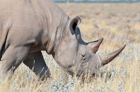 Black Rhinoceros (Diceros bicornis)