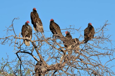 Turkey Vultures (Cathartes aura)