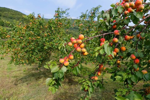 Ripe apricots on an Apricot tree (Prunus armeniaca)