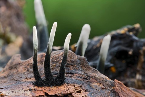 Candlestick fungus (Xylaria hypoxylon)