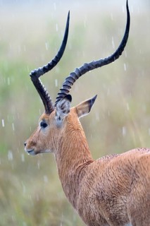 Impala (Aepyceros melampus)