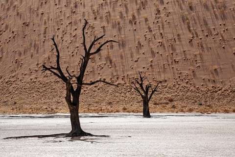 Dead Camel thorn trees (Vachellia erioloba)