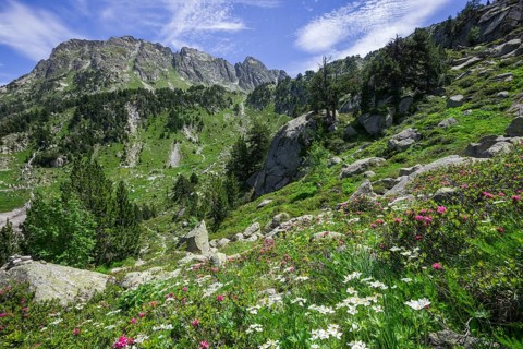 Flower meadow