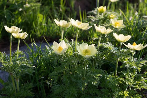Alpine pasqueflowers (Pulsatilla alpina)