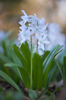 Mishchenko squill (Scilla mischtschenkoana)