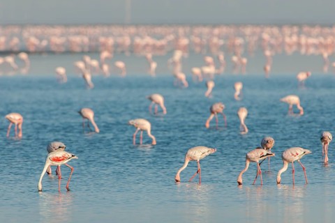 American Flamingo (Phoenicopterus ruber) colony foraging for food
