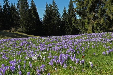 Flowering Crocuses (Crocus albiflorus) at Hundle mountain