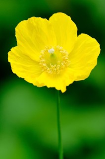 Yellow Iceland Poppy (Papaver nudicaule)