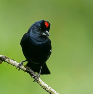 Ruby-crowned tanager (Tachyphonus coronatus)