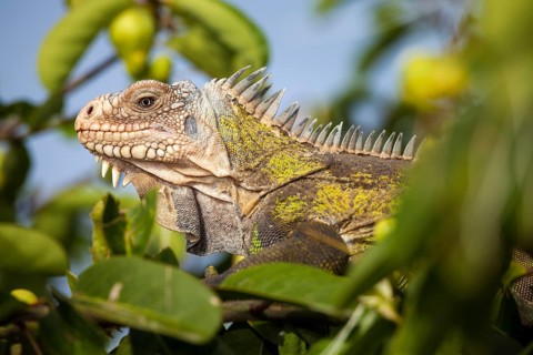 West Indian Iguana (Iguana delicatissima)