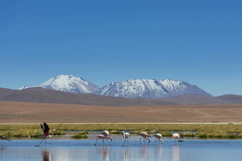 Chilean Flamingos (Phoenicopterus chilensis) at a lake in the highlands