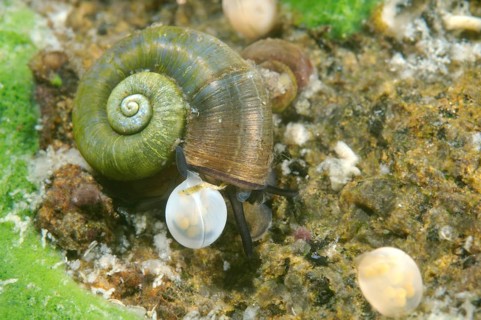 Great Ramshorn Snail (Planorbis planorbis) next to eggs