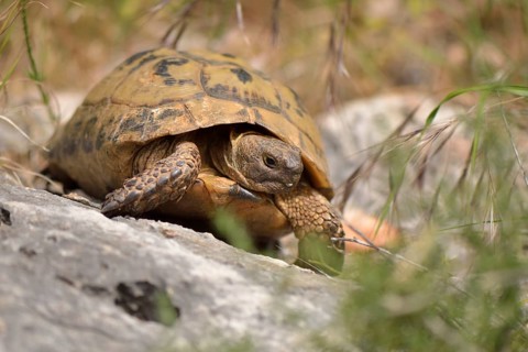 Adult Asia Minor Tortoise (Testudo graeca ibera) near Kas