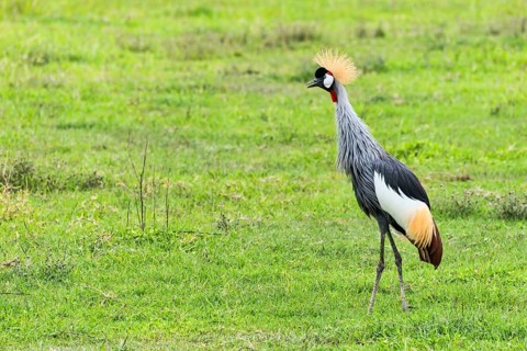 Grey Crowned Crane (Balearica regulorum)
