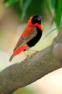 Southern Red Bishop (Euplectes orix)