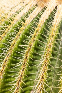 Giant Barrel Cactus (Echinocactus platyacanthus)