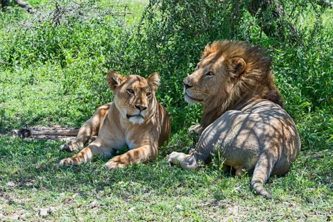 Lions (Panthera leo)