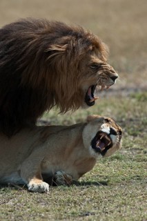 Lions (Panthera leo)