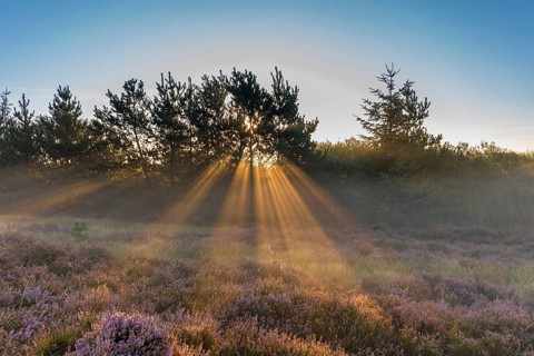 Sun rays penetrate the morning mist above heathlands