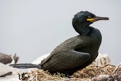 European Shag (Phalacrocorax aristotelis)