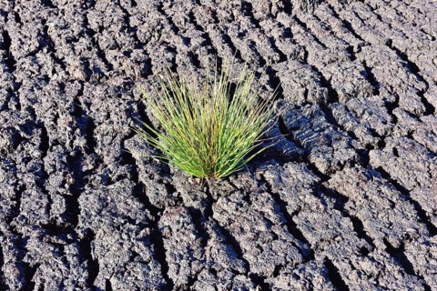 Bulrush (Schoenoplectus lacustris) at a peat mining site at Grundbeckenmoor