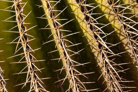 Golden Barrel Cactus (Echinocactus grusonii)