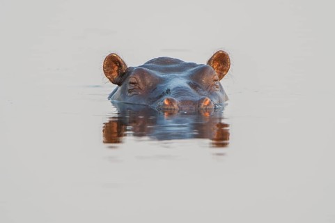 Hippopotamus (Hippopotamus amphibius)
