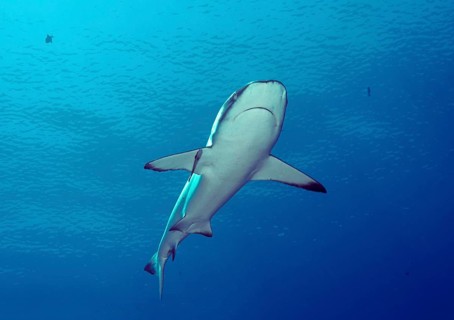 Grey Reef Shark (Carcharhinus amblyrhynchos)
