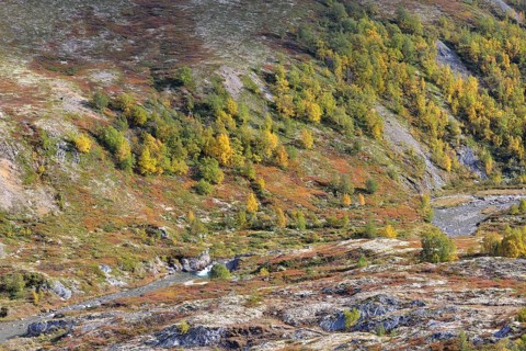 Fjell landscape in autumn