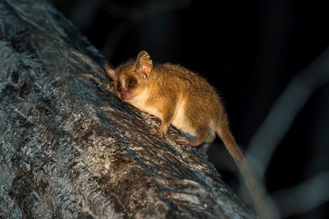 Gray mouse lemur (Microcebus murinus)