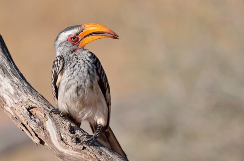 Southern Yellow-billed Hornbill (Tockus leucomelas)