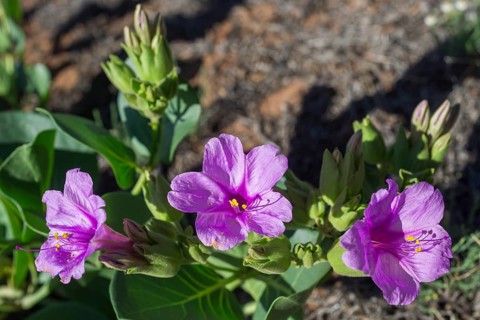 Colorado Four o'clock (Mirabilis multiflora)