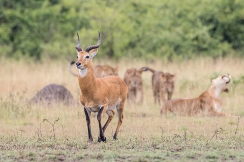 Ugandan Kob (Kobus kob thomasi) stalked by several Lions (Panthera leo)