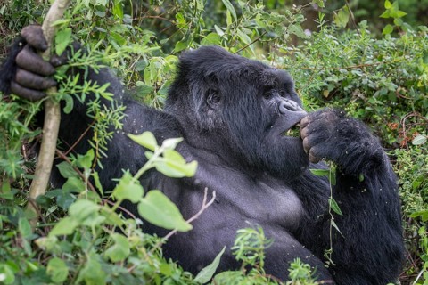 Mountain Gorilla (Gorilla beringei beringei) of the Nyakagezi group