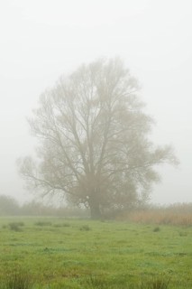 Solitary Crack Willow or Brittle Willow (Salix fragilis) in the fog