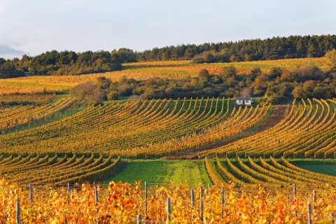 Autumnal vineyards