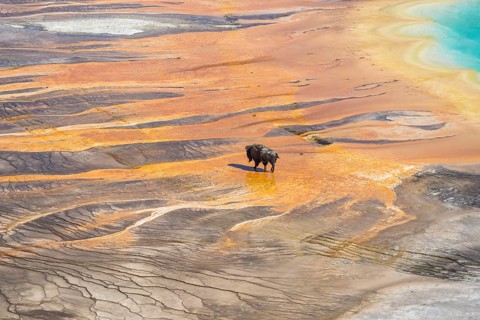 Bison crossing the sinter crust of Grand Prismatic Spring