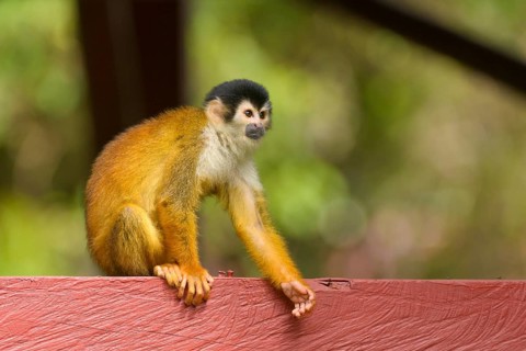 Red-backed Squirrel Monkey (Saimiri oerstedii) sitting on a bar