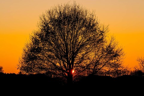 Tree silhouette at sunset