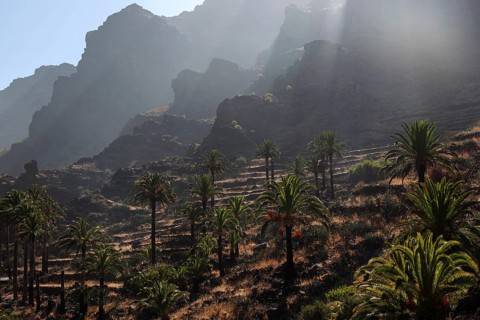 Canary Island Date Palms (Phoenix canariensis)