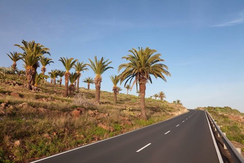 Road at a palm grove